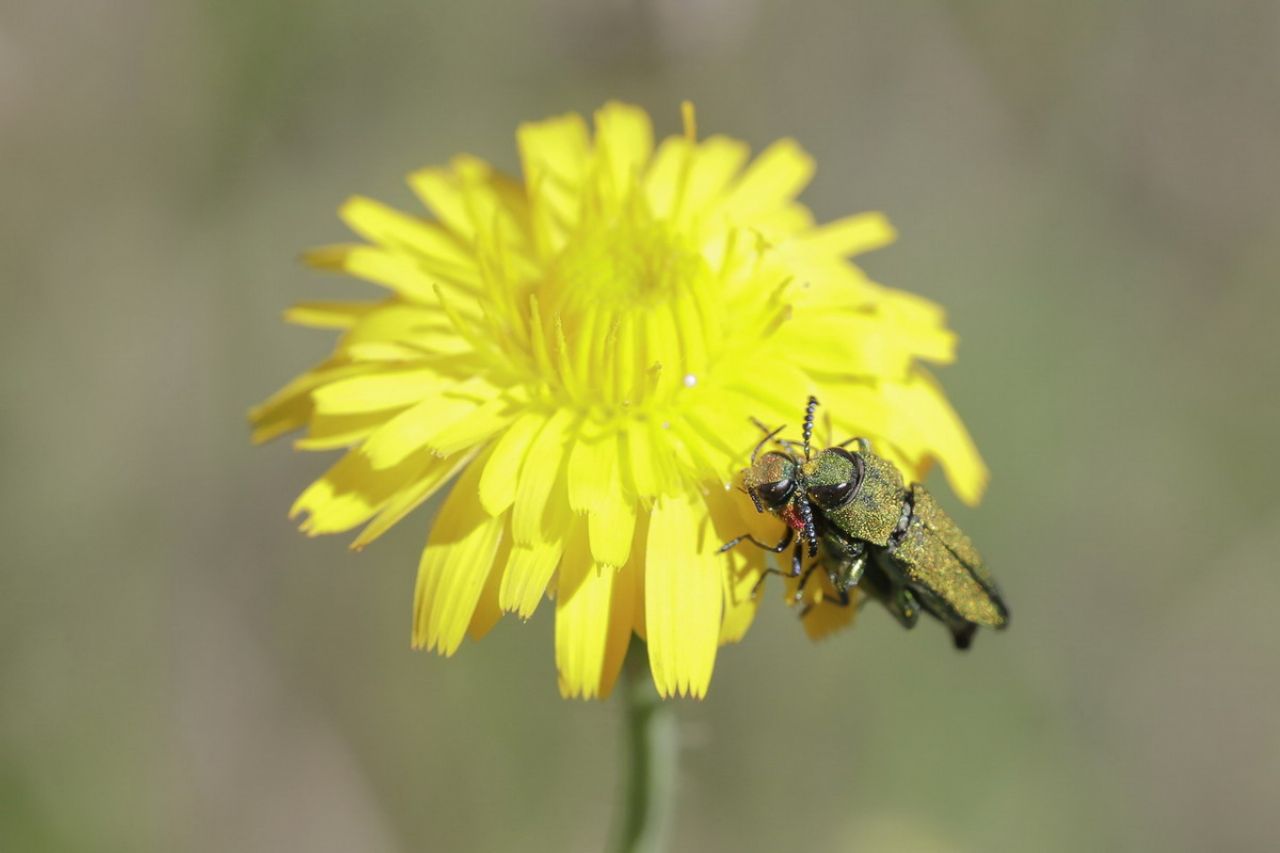Buprestidae: Anthaxia hungarica